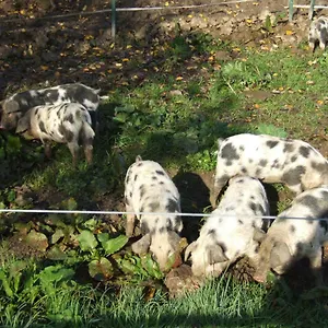 Frühstückspension Biohof Hausberg, Egglham